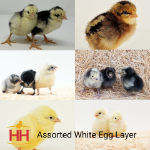 Picture of Assorted White Egg Layer