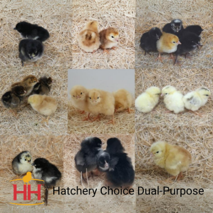 Picture of Hatchery Choice Dual-Purpose