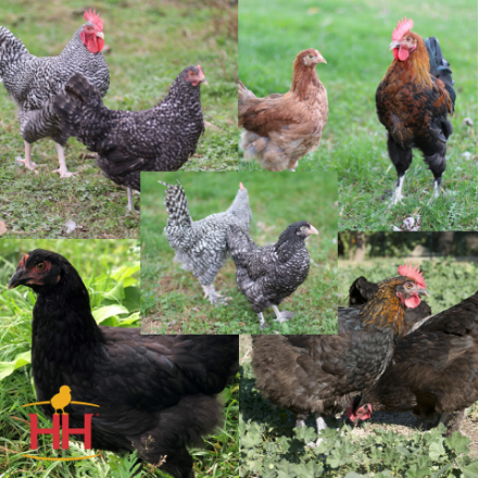 Picture of Assorted Marans