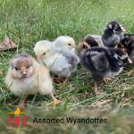 Picture of Assorted Wyandottes