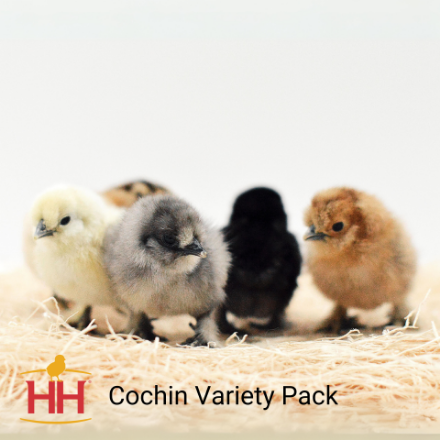 Picture of Cochin Variety Pack