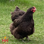 Picture of Chocolate English Orpington