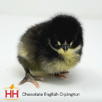 Picture of Chocolate English Orpington