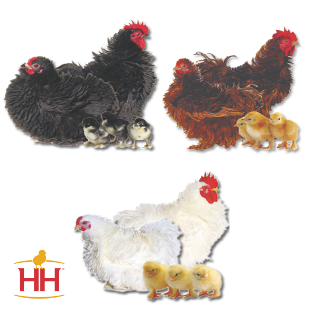 Picture of Assorted Frizzle Bantams